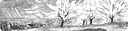 783-bluehende-obstbaumplantage-324.webp