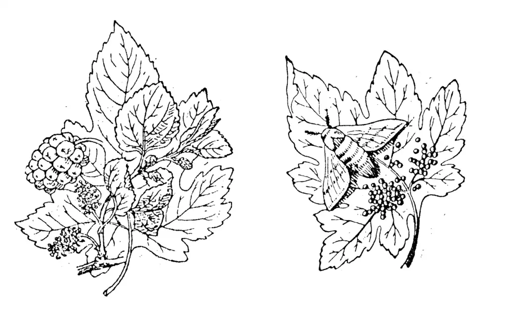 Blätter des Maulbeerbaumes für die Seidenraupenzuch